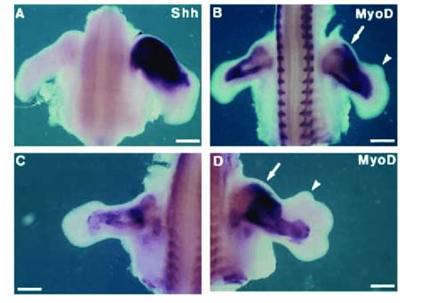 Ectopic Shh Is Able To Induce Extension Of Myod Expression Domain A