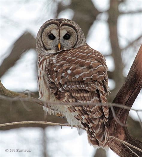 Ohio birds of prey: From eagles to owls, falcons to hawks; identifying ...