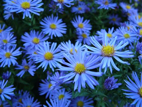 Blue Flowers Free Stock Photo - Public Domain Pictures