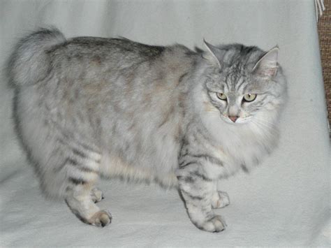 Kurilian Bobtail Info, Kittens, Personality, Pictures