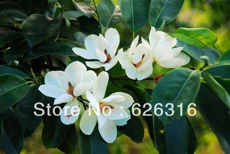 michelia flowers | Tree seeds, Seed pots, Flower seeds