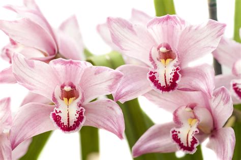 Topo Imagem Orqu Dea Cymbidium Pode Ser Plantada Terra Br