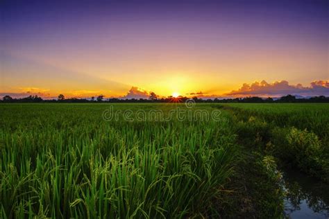 Beautiful Landscape Agriculture Paddy Field And Rice Farm At Sunset