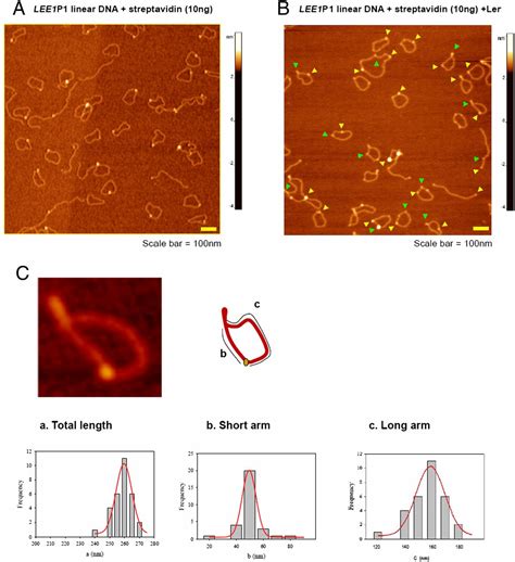 Dna Looping Dependent Autorepression Of Lee P Promoters By Ler In