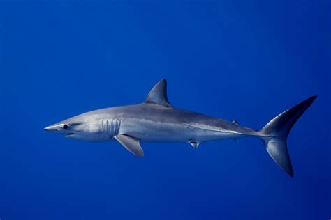 Shortfin Mako Shark Wallpapers - Wallpaper Cave