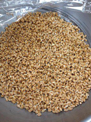 How To Make Sprouted Wheat Berries Research Bakerpeida