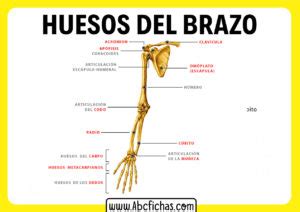 Huesos Del Brazo Abc Fichas Nbkomputer