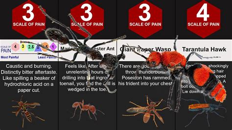 Comparison The Worlds Most Painful Insect Sting Sting Pain Index