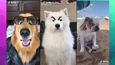 Los Mejores Tiktok Los Perros Perros Mas Asombrosos Y Famosos Top