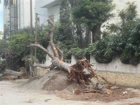 Photos Casablanca polémique sur larrachage darbres centenaires LPJM