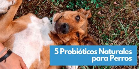 5 Probióticos para Perros Naturales Incluye consejos prácticos y