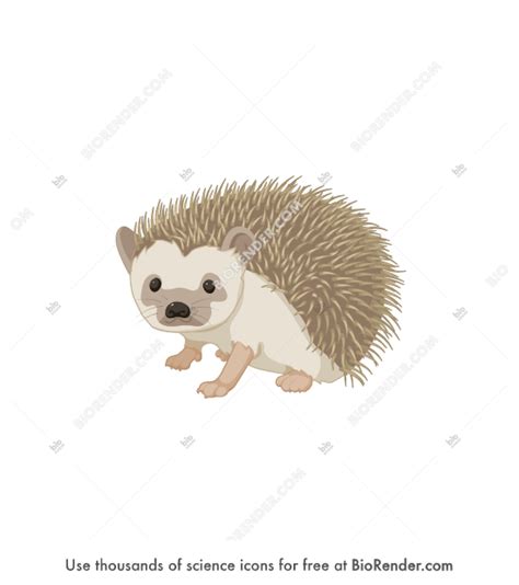 Free Hedgehog Icons, Symbols & Images | BioRender