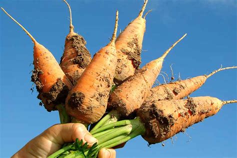 How to Grow Chantenay Carrots | Gardener’s Path