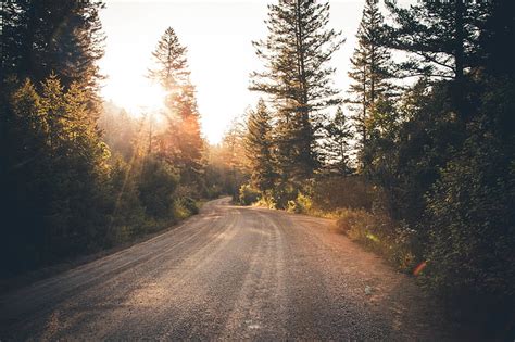 Free photo: dirt road, forest, nature, road, trees | Hippopx