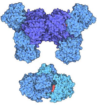 PDB-101: Molecule of the Month: Isocitrate Dehydrogenase