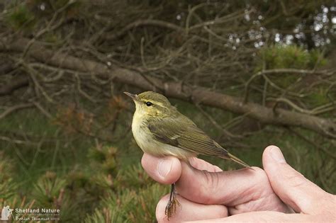 Rarity Finders Green Warbler On Unst Birdguides