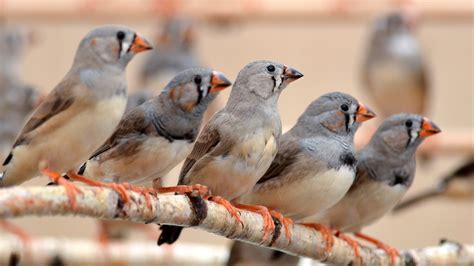 Ash White Zebra Finch Birds Are Sitting On Tree Branch HD Birds ...