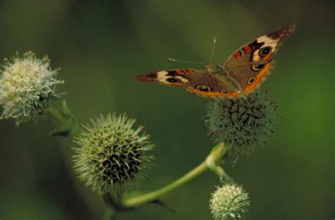 Pollinator Plants Guide The College Of Wooster Pollinator Plots