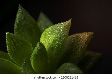 Indoor Plant Textures Details Stock Photo 2200281463 | Shutterstock