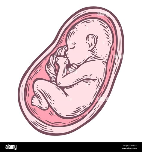 Foetus humain concept hand drawn vector illustration bébé en croissance