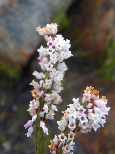 Common Coppice Heath Heaths Of The Cape Peninsula Inaturalist