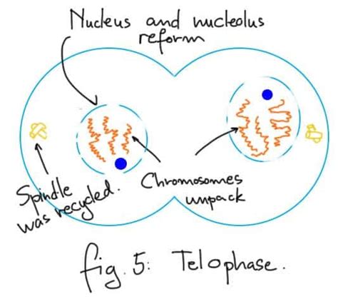 Mitosis Stages Telophase