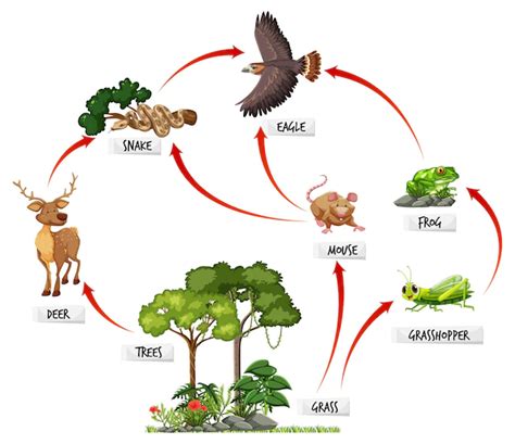 Food Web Definition Types Importance Faqs Geeksforgeeks