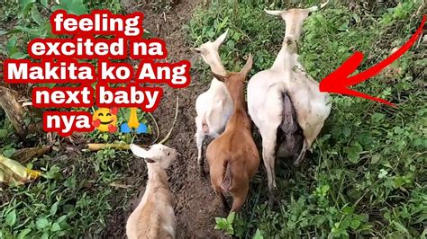 Ang Nalalapit Na Panganganak Ng Aking Kambing Hukay Na Sa Tayoang Poste