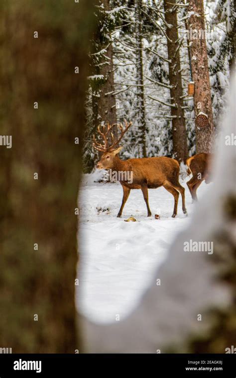 Deer in the winter forest Stock Photo - Alamy