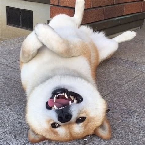 ǝ ʎ O Q U ʍ O P ǝ P ı S D N ɯɐ ı Uǝɹɟ Oluǝɥ R Rarepuppers