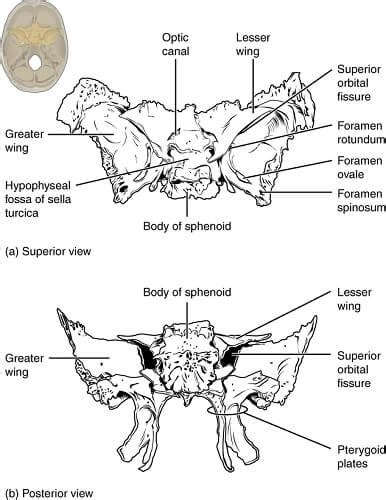 Sphenoid Bone Anatomy Function And Development Kenhub