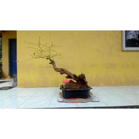 Jual Bahan Bonsai Lantana Ukuran XL Jumbo Berkarakter Okulasi Bunga