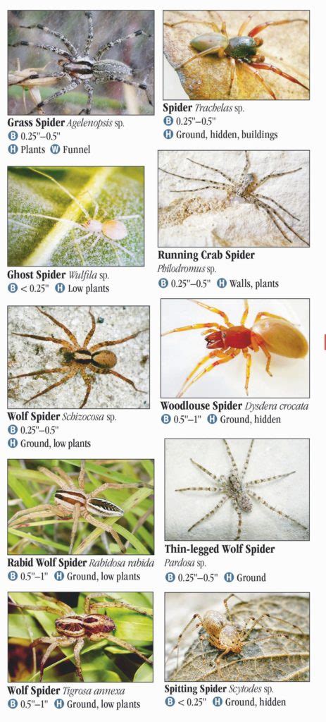 Spiders of Tennessee – Quick Reference Publishing