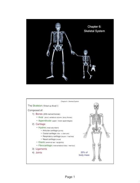 PDF Chapter 6 Skeletal System Western Oregon Lemastm Teaching