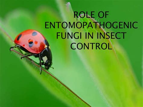 Seminar On Entomopathogenic Fungi