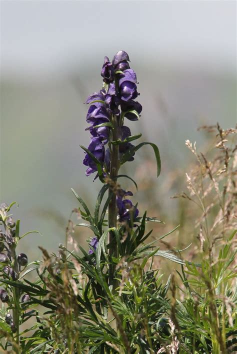 Blauer Eisenhut Blauer Eisenhut Aconitum Napellus C Ka