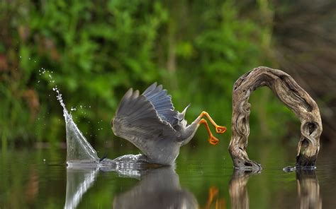 15 Hilarious Winning Photos Of Comedy Wildlife Photography Awards 2023