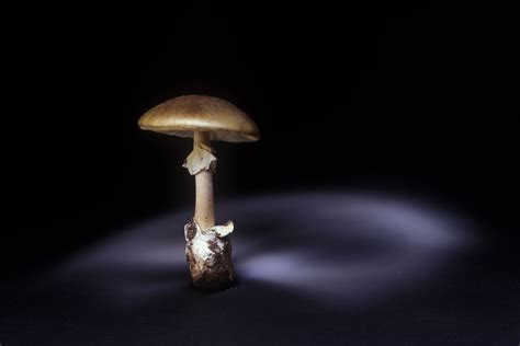 Death cap mushrooms are extremely deadly—and they’re spreading