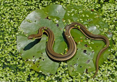 Maryland Snakes (Order Squamata)