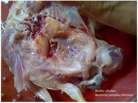 Aspergillosis In Birds Poultry Diseases Symptoms Respiratory Diseases