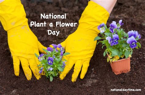 National Plant A Flower Day 2023 When And How To Celebrate