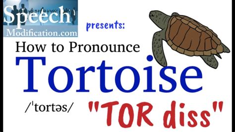 How To Pronounce Tortoise Youtube