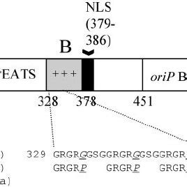 A Schematic Representation Of Ebna And Derivatives Lacking Domain B