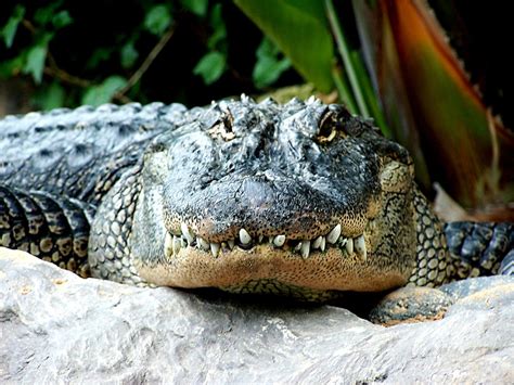 Free Alligator Stock Photo - FreeImages.com