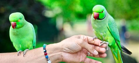 10 Best Green Parrots (Expert Guide) - imparrot