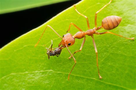 10 Amazing Facts About Ants Listaka