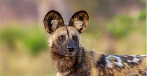 types  wild dogs   animals