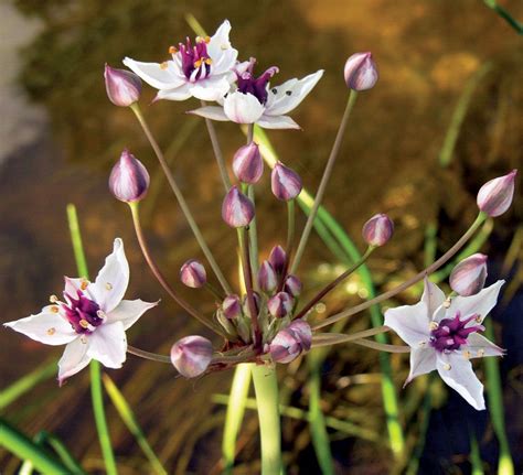 Flowering rush | Aquatic, Invasive, Perennial | Britannica