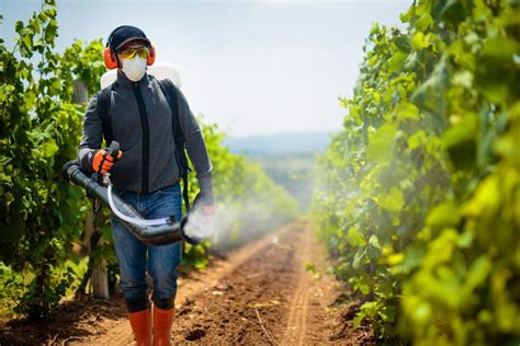 Manejo Integrado De Plagas Y Enfermedades En El Cultivo De Papa Hot