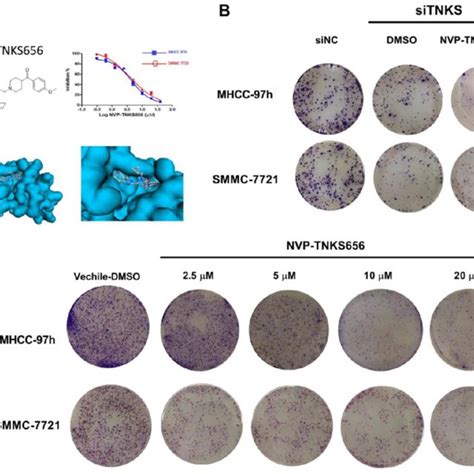 Tnks Inhibition Reduced Cell Growth And Colony Formation In Mhcc H